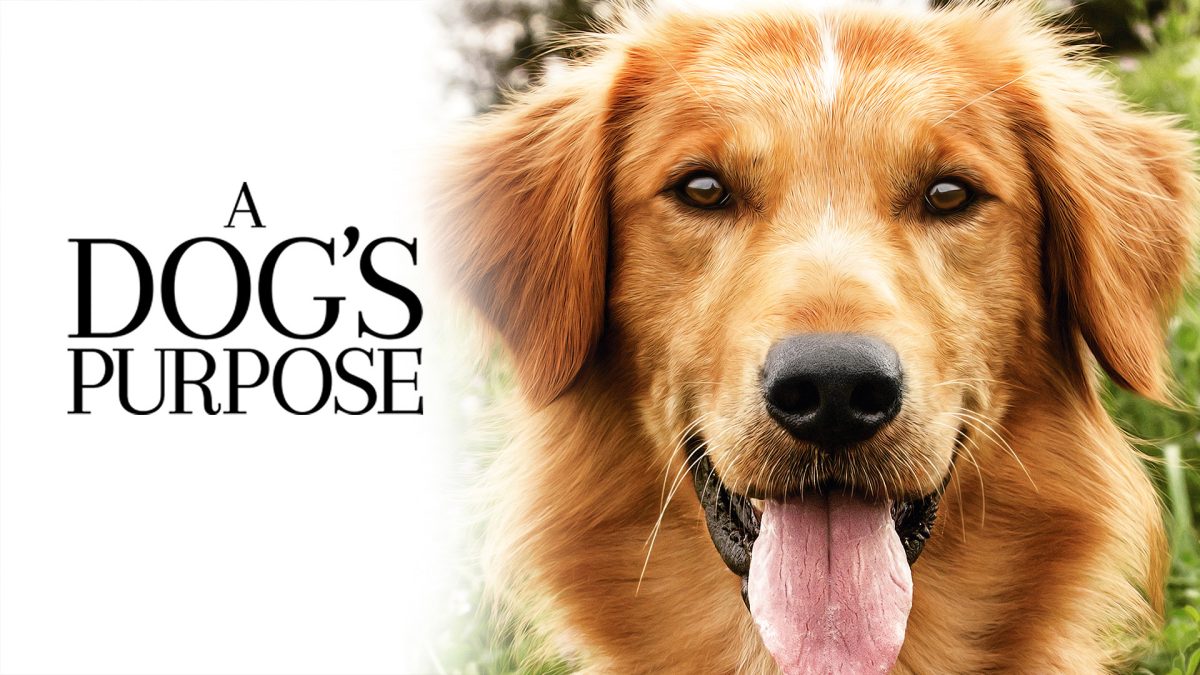 Finding Life’s Meaning, One Paw at a Time